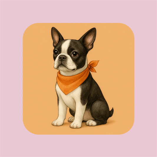 Boston Terrier Magnet